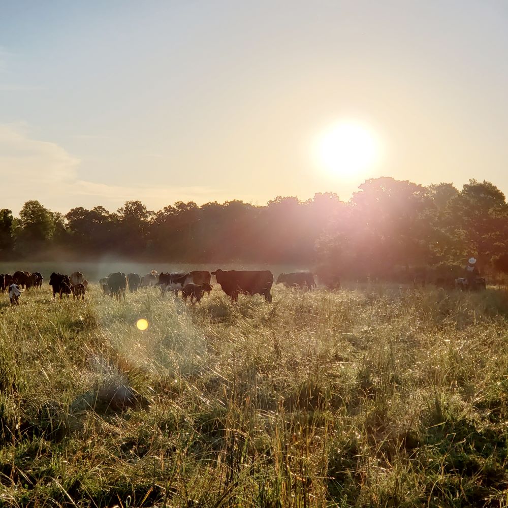 Why Non-GMO and Antibiotic-Free Meat Matters for Your Family