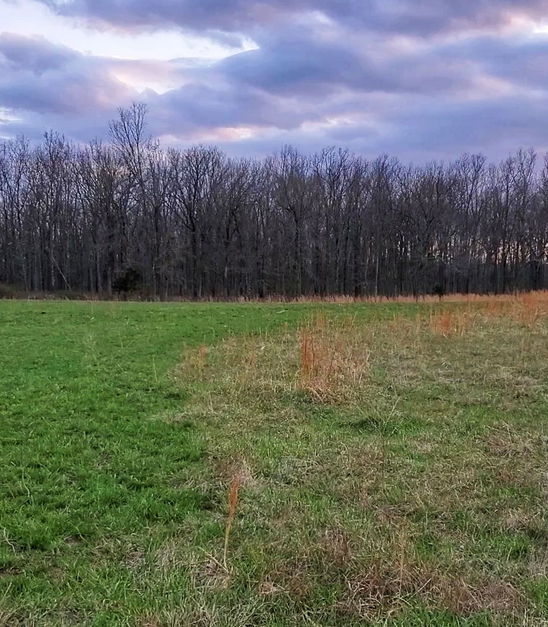 The Benefits of Ground Cover for the Soil