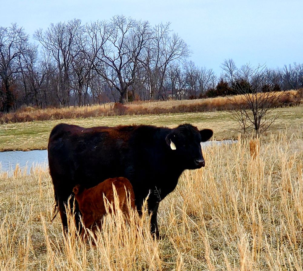 Why We Calf 1-2 Months Later Than Our Neighbors